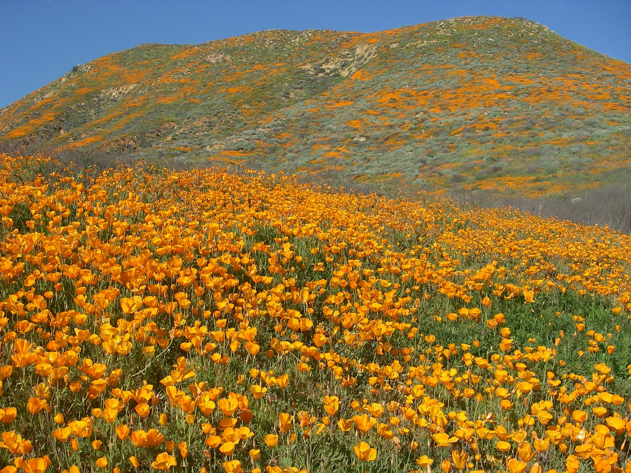 Poppies in full bloom at the Mt. Estelle Preserve 2/25/2019