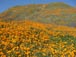 Poppies in full bloom at the Mt. Estelle Preserve 2/25/2019