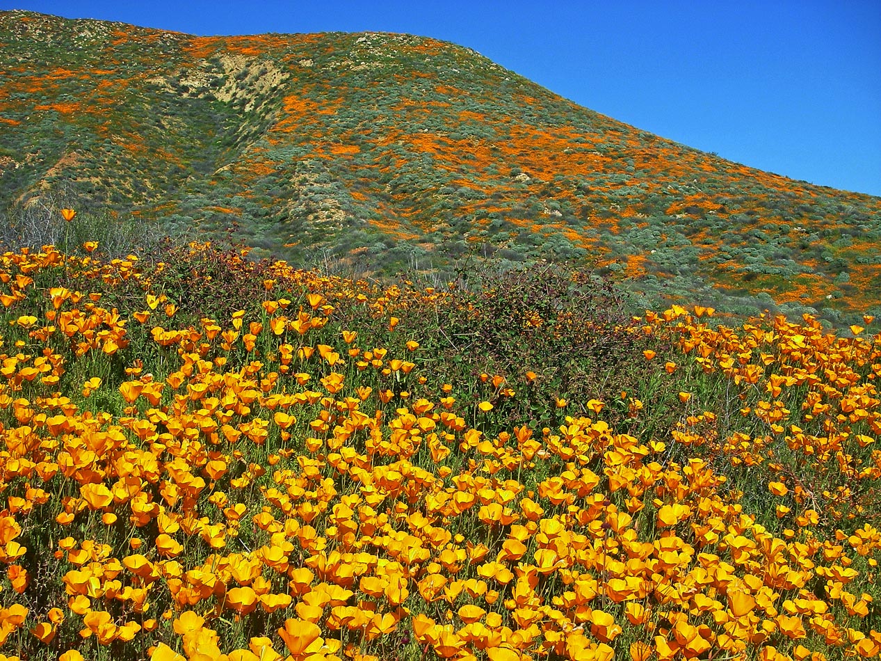 Poppies in full bloom at the Mt. Estelle Preserve 2/25/2019
