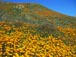 Poppies in full bloom at the Mt. Estelle Preserve 2/25/2019