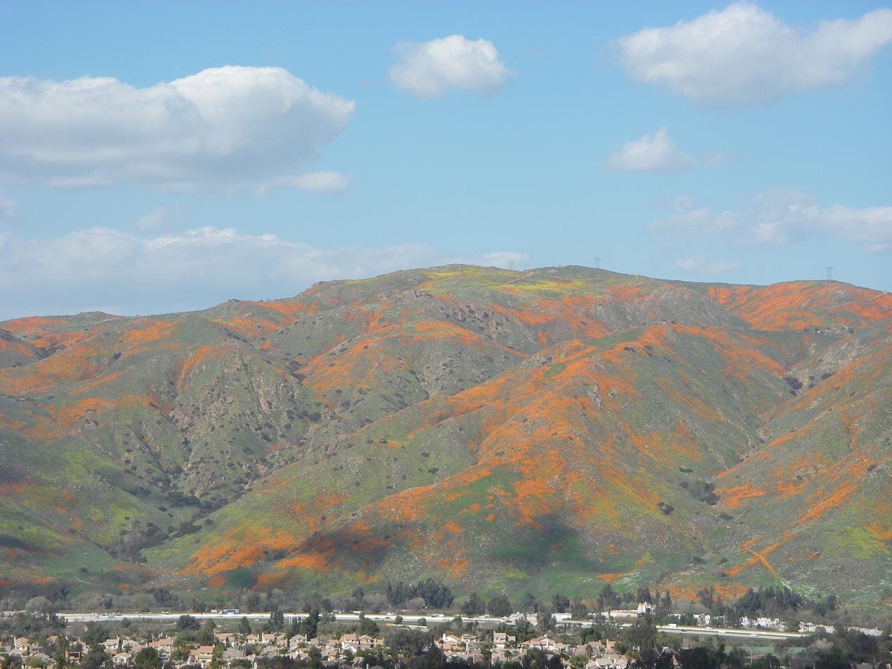 Poppies and goldfields atop Mt. Estelle overlooking my 'hood 3/13/2019