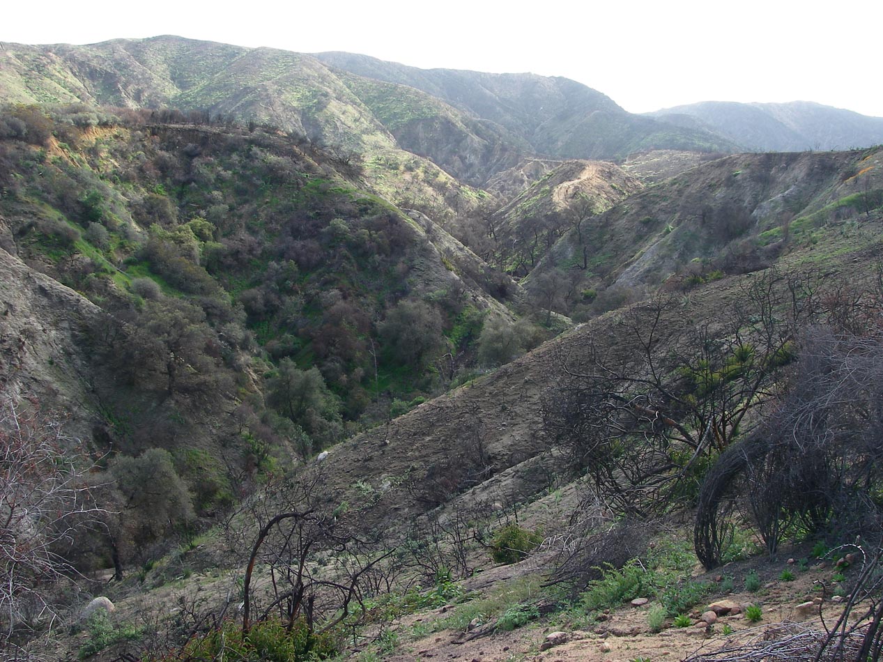 Burn Canyon from last August Holy Fire greening nicely 3/13/2019