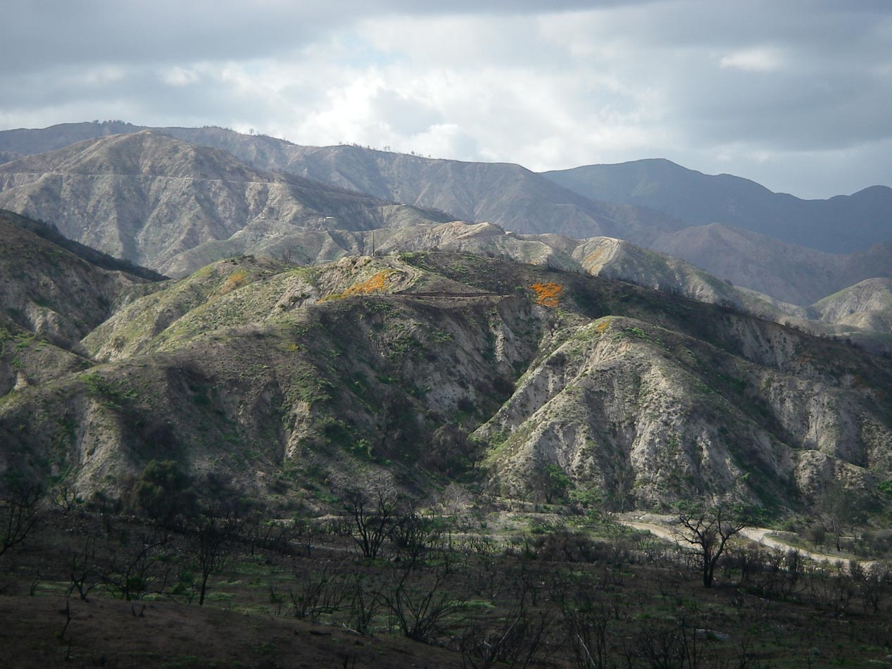 Poppies emerging from the Holy Fire Zone 3/13/2019