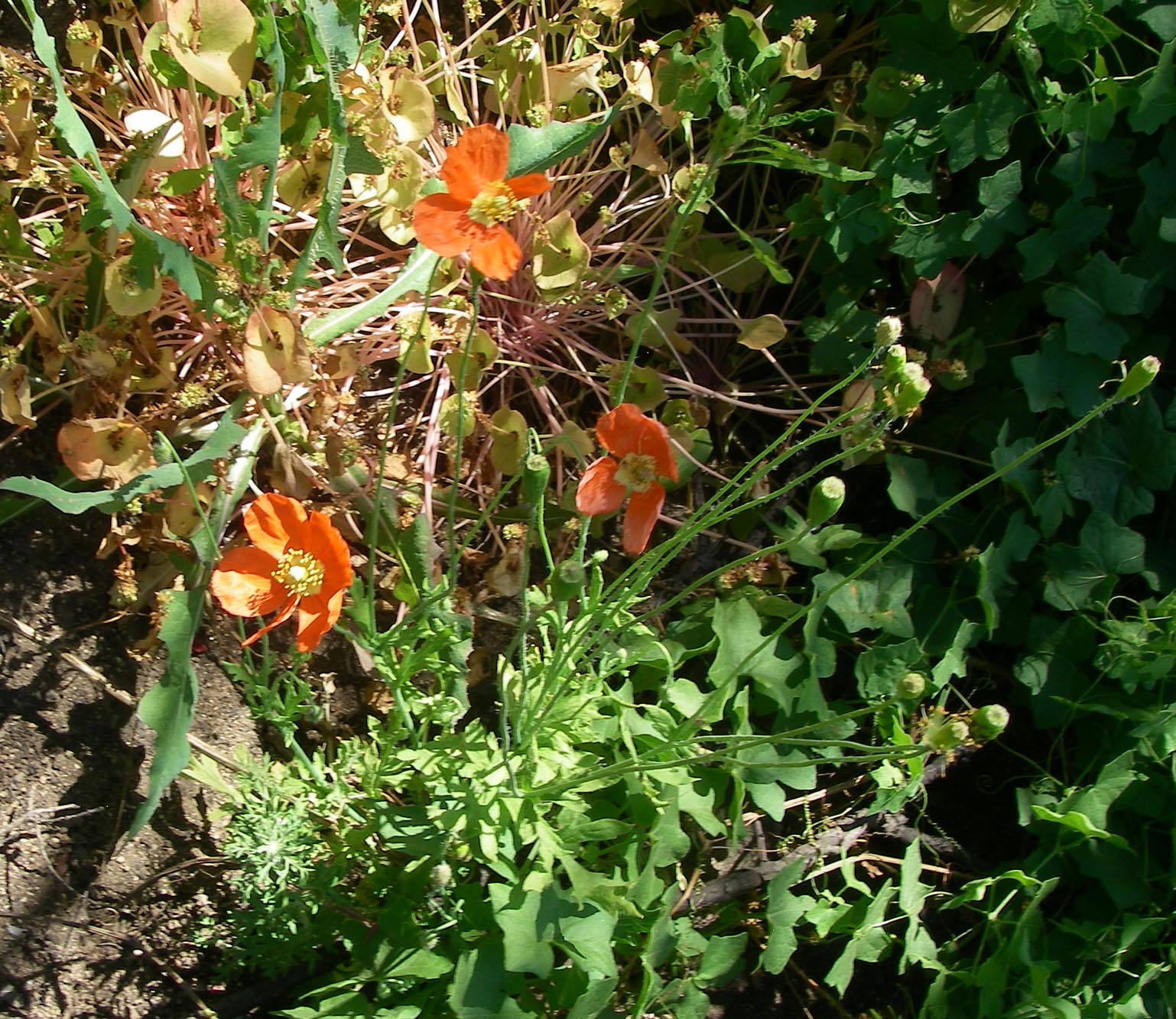 Fire poppies in the Holy Fire burn zone lasted for less than a week 4/22/2019