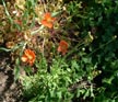Fire poppies in the Holy Fire burn zone lasted for less than a week 4/22/2019