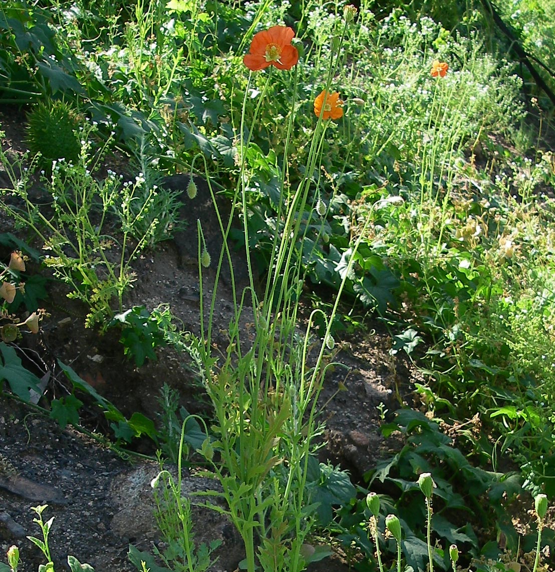 Fire poppies in the Holy Fire burn zone lasted for less than a week 4/22/2019