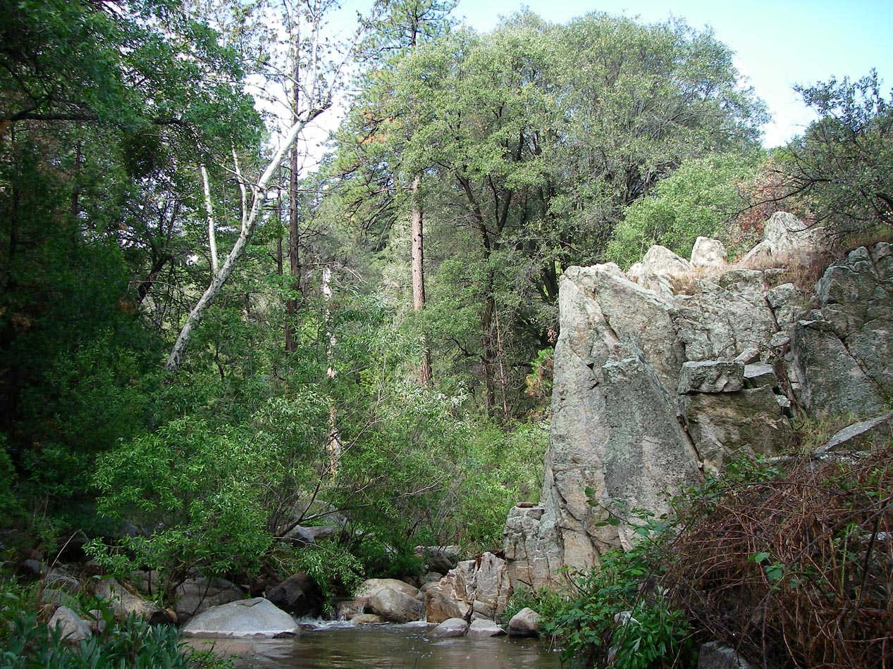 One of the creeks behind Lake Sliverwood 5/27/2019