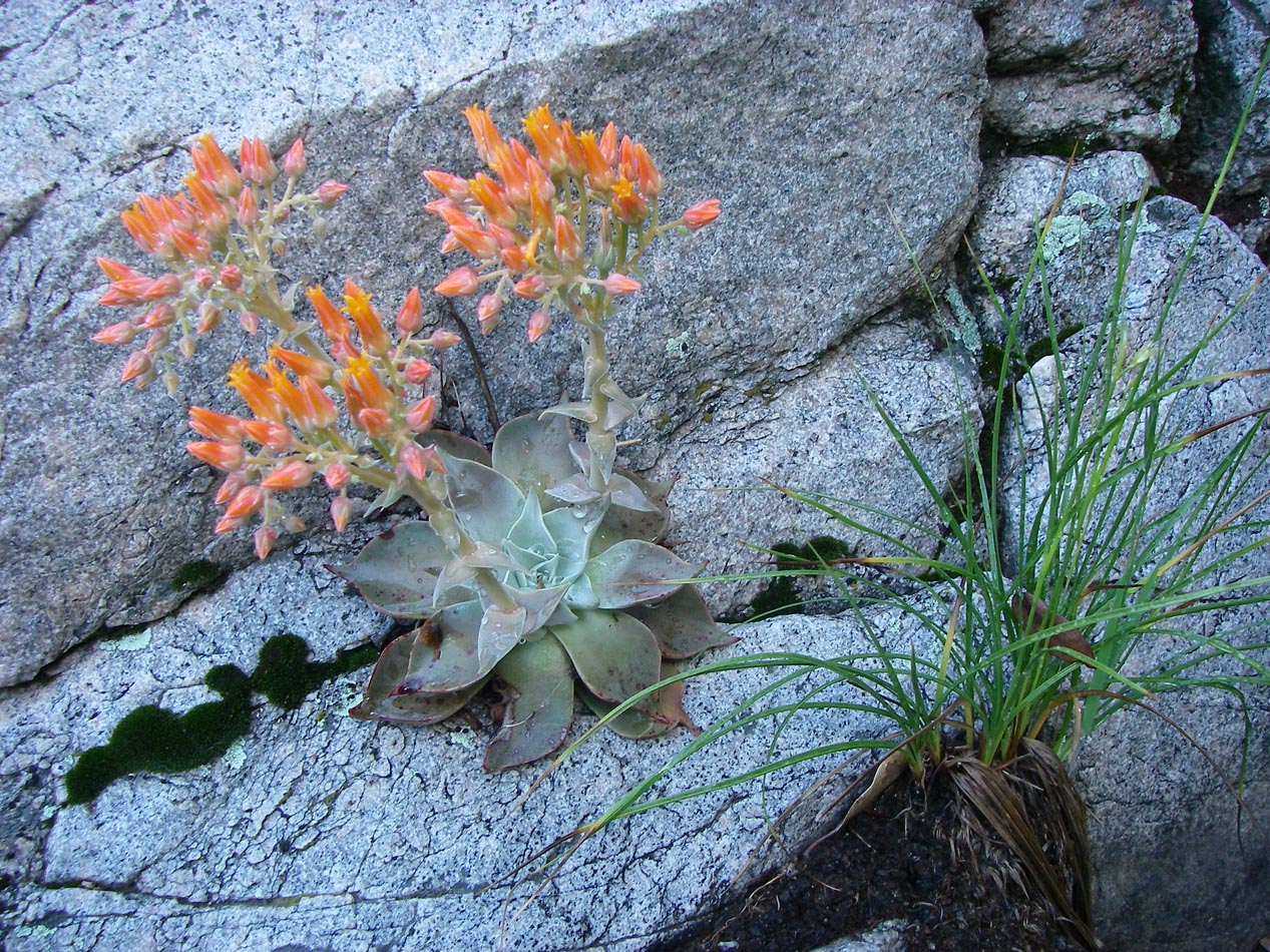 Broad leaf dudleya in bloom behind Lake Silverwood 5/27/2019