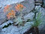 Broad leaf dudleya in bloom behind Lake Silverwood 5/27/2019