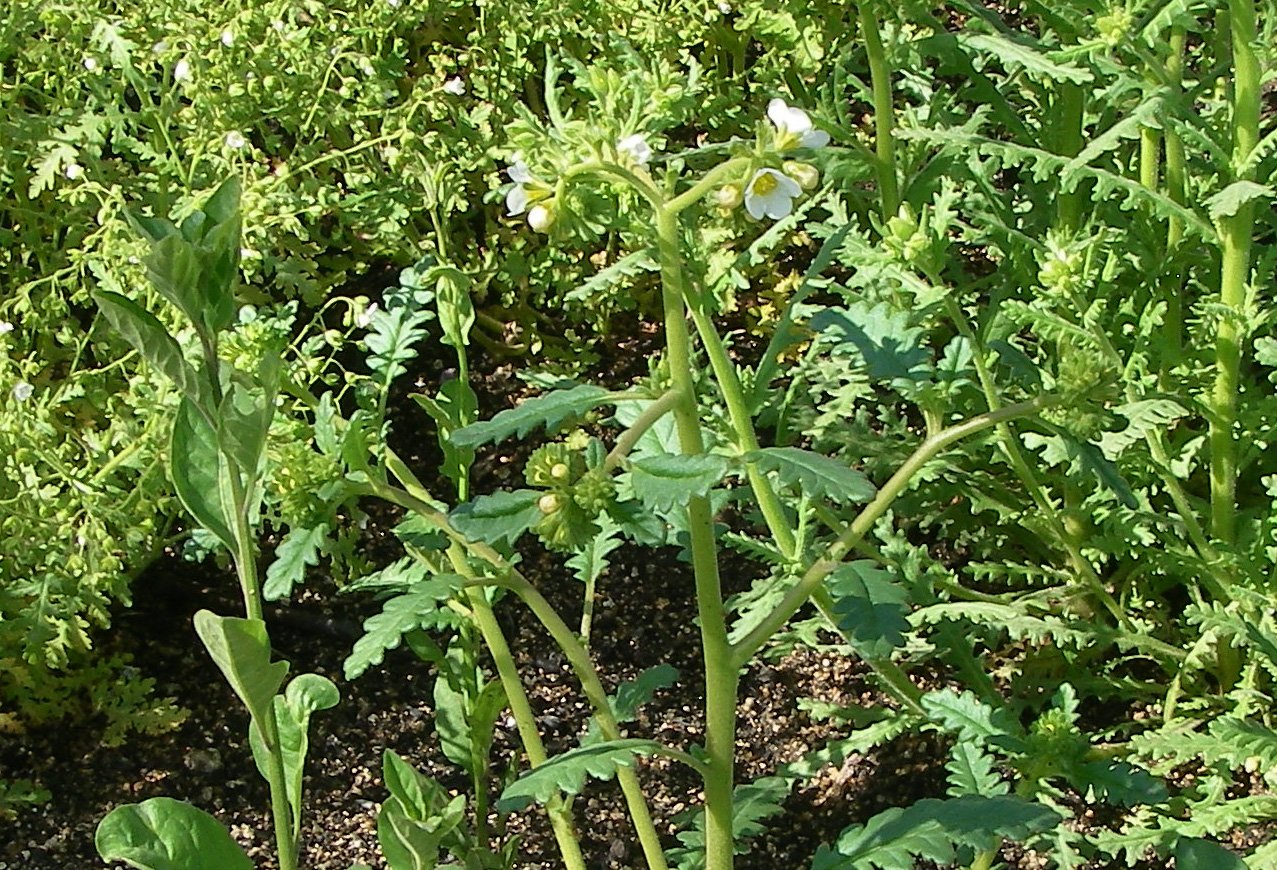 imgp8781.jpg