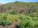 imgp8788_small.jpg