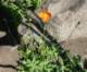 imgp8795_small.jpg