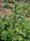imgp8811_small.jpg