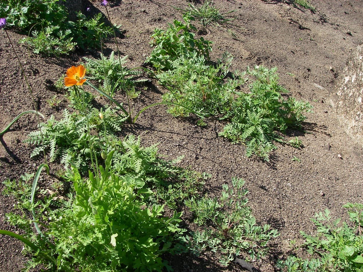 Fire Poppy