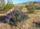imgp0515_small.jpg