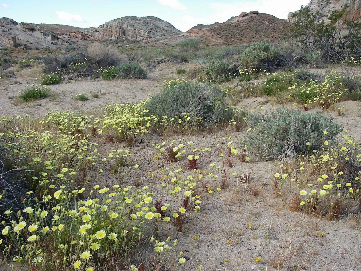 Dandelions blooming in Red Rock Canyon 4/18/2017 