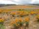 imgp0574_small.jpg