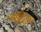 imgp6751_small.jpg