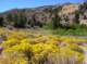 Lovely bloom along the 4x4 road leading to the Tamarack Lake trailhead High Sierra 8/28/2012 