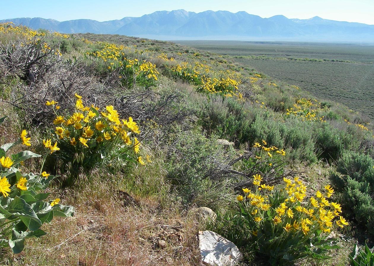 Balsamroot blooming everywhere around the Eastern Sierra, Glass Mountain in the background 5/23/2017