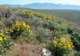Balsamroot blooming everywhere around the Eastern Sierra, Glass Mountain in the background 5/23/2017