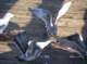 imgp0413_small.jpg
