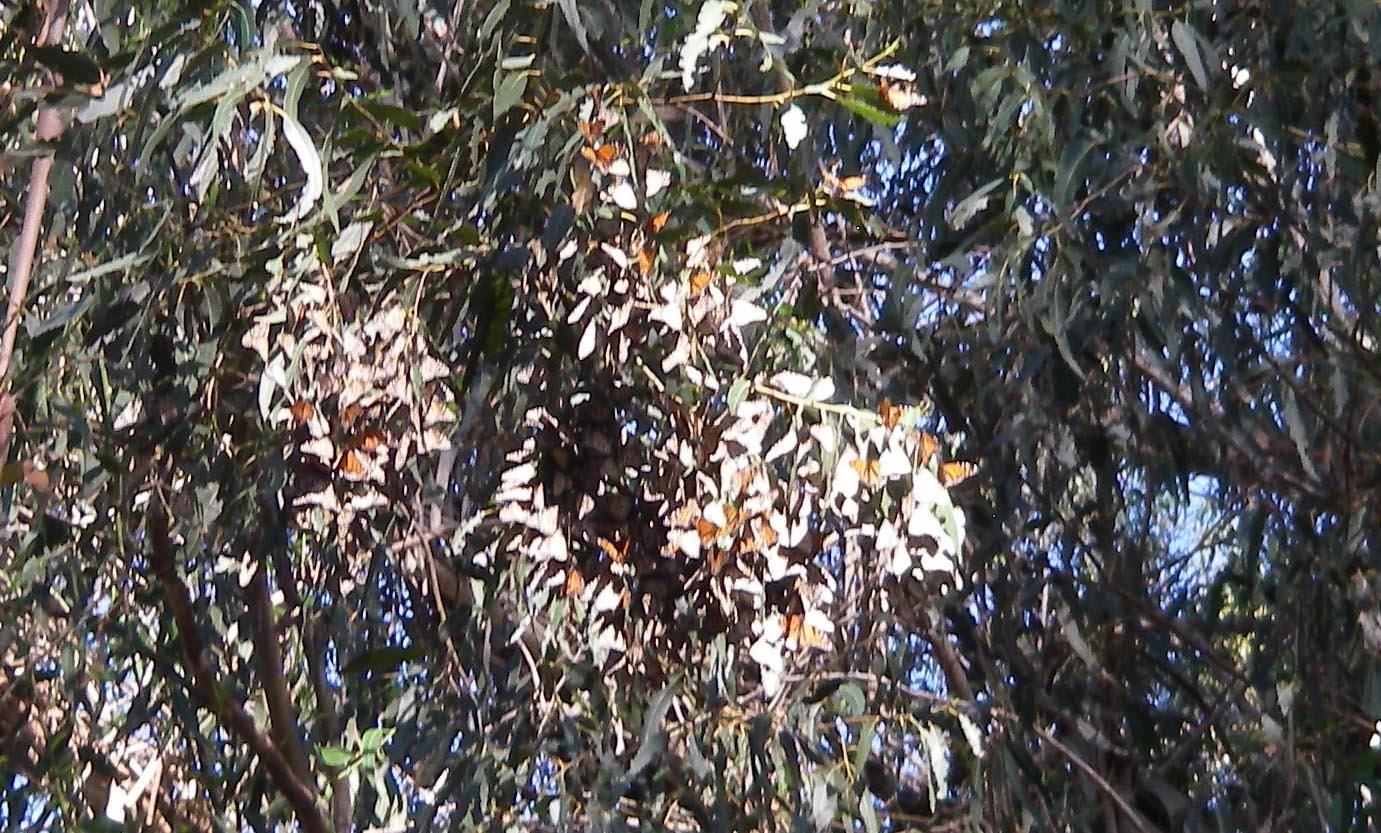 imgp0283.jpg