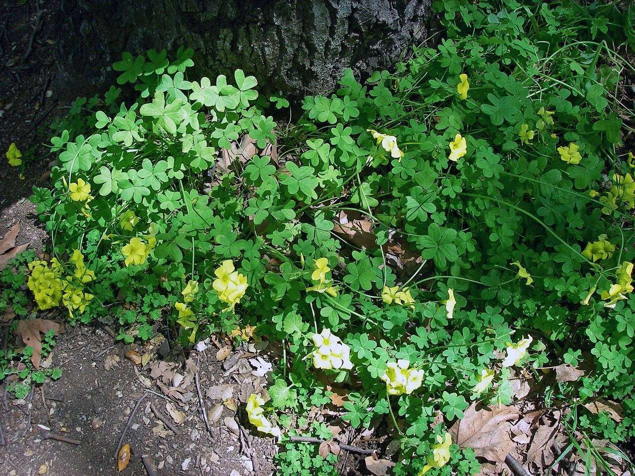 imgp2131.jpg