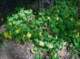 imgp2131_small.jpg