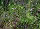 imgp2133_small.jpg