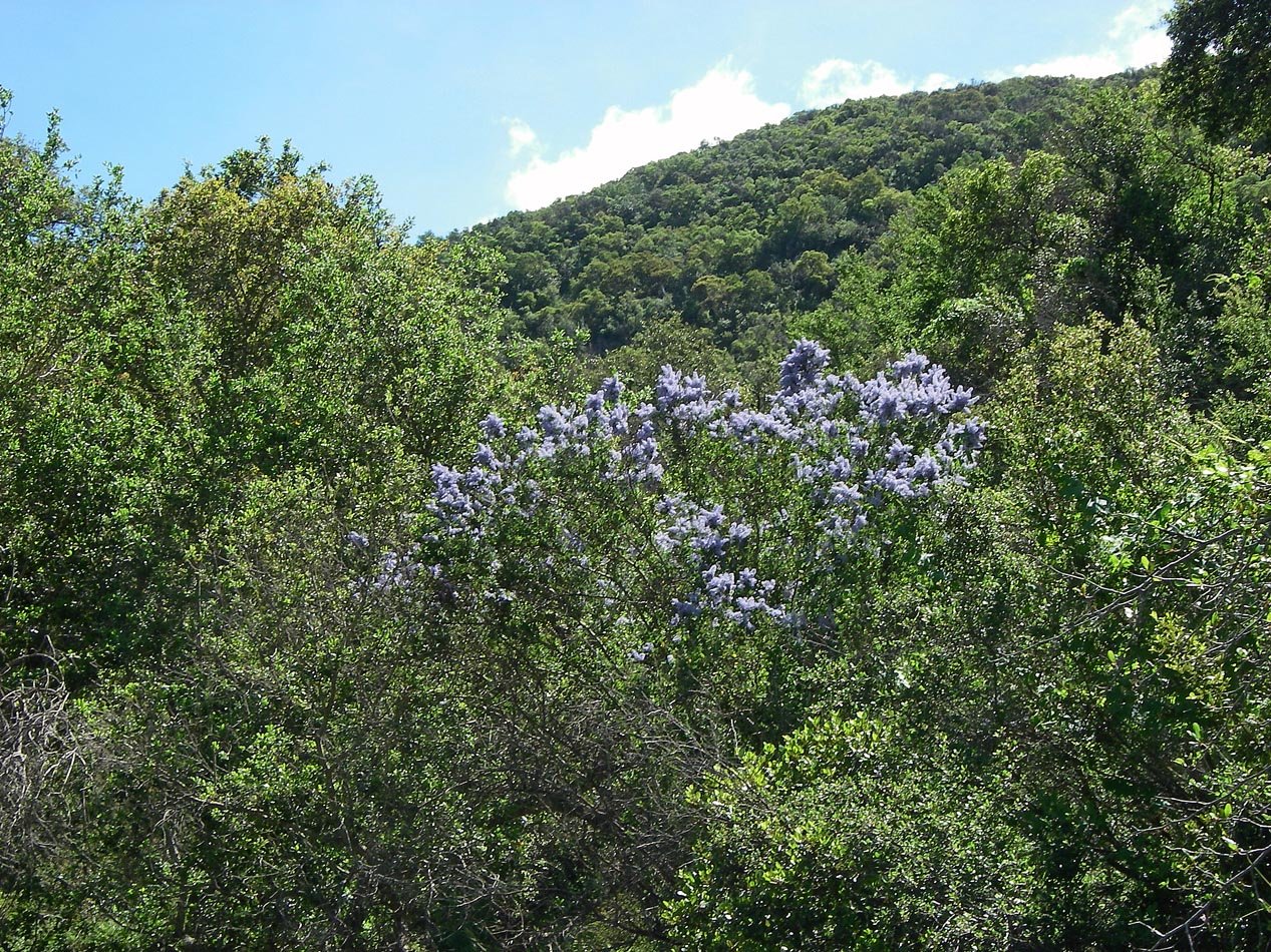 Hiked to Fisherman's Camp Tenaja Canyon 4/6/2019