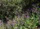 imgp2145_small.jpg