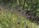 imgp2153_small.jpg