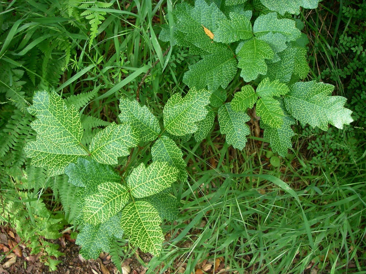 imgp2181.jpg