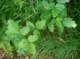 imgp2181_small.jpg