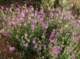 imgp2188_small.jpg
