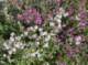imgp2189_small.jpg