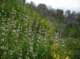 imgp2207_small.jpg