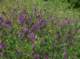 imgp2217_small.jpg