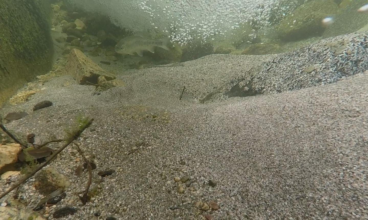 Native rainbow trout survived the drought in upper West Fork San Gabriel River 5/11/2019