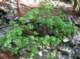 imgp2277_small.jpg