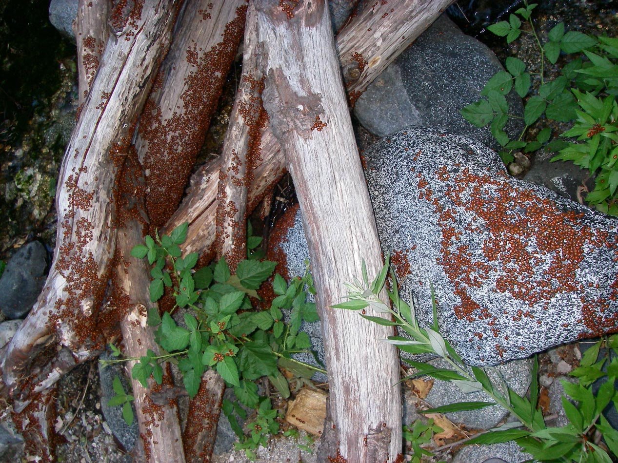imgp1013.jpg