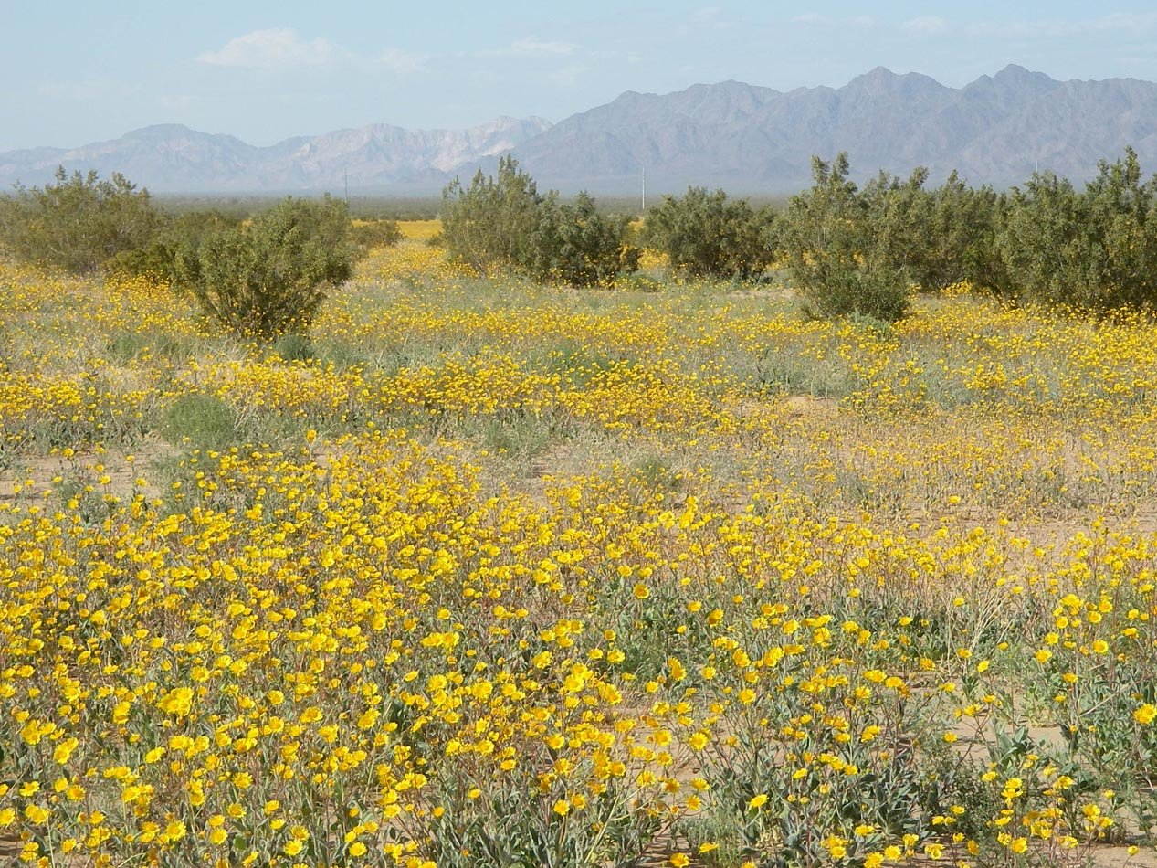 Sunflowers going crazy at Ford Dry Lake along I10 east of Desert Center 3/27/2017