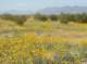 Sunflowers going crazy at Ford Dry Lake along I10 east of Desert Center 3/27/2017