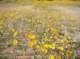 imgp0460_small.jpg