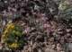 imgo6190070_small.jpg