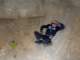 imgo250057_small.jpg