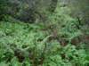 imgp0009_small.jpg