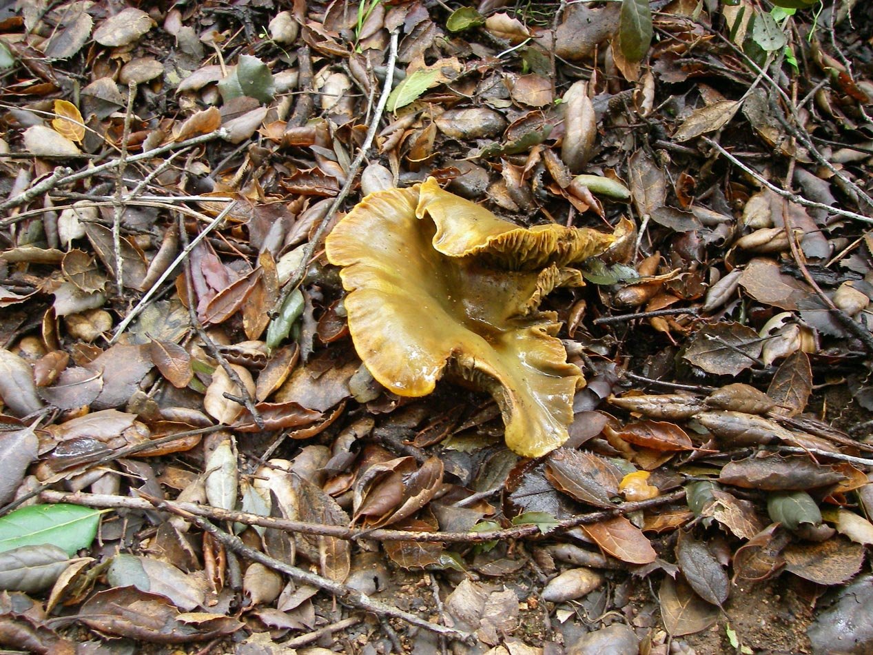 imgp0029.jpg