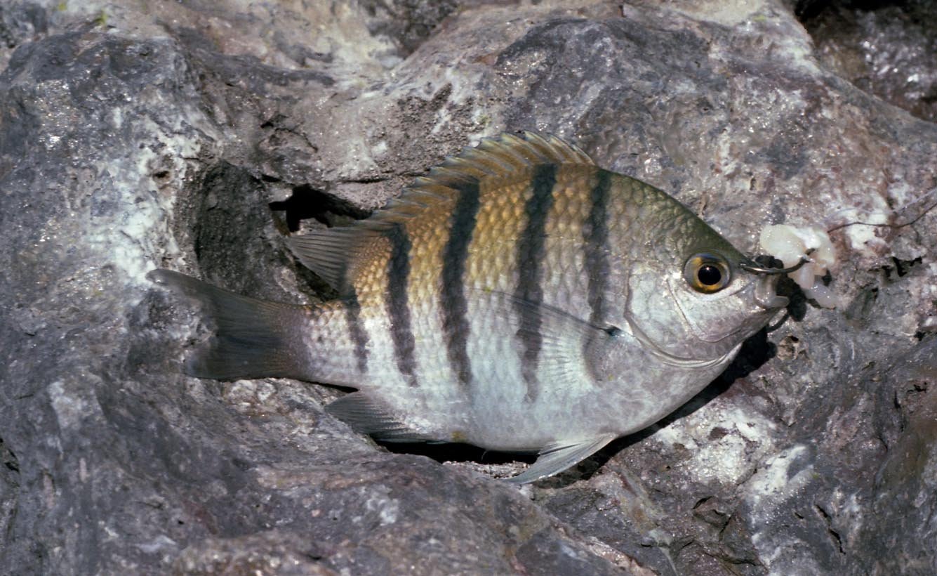 Seargent major caught from a rock near Puetecitos Baja 1980 